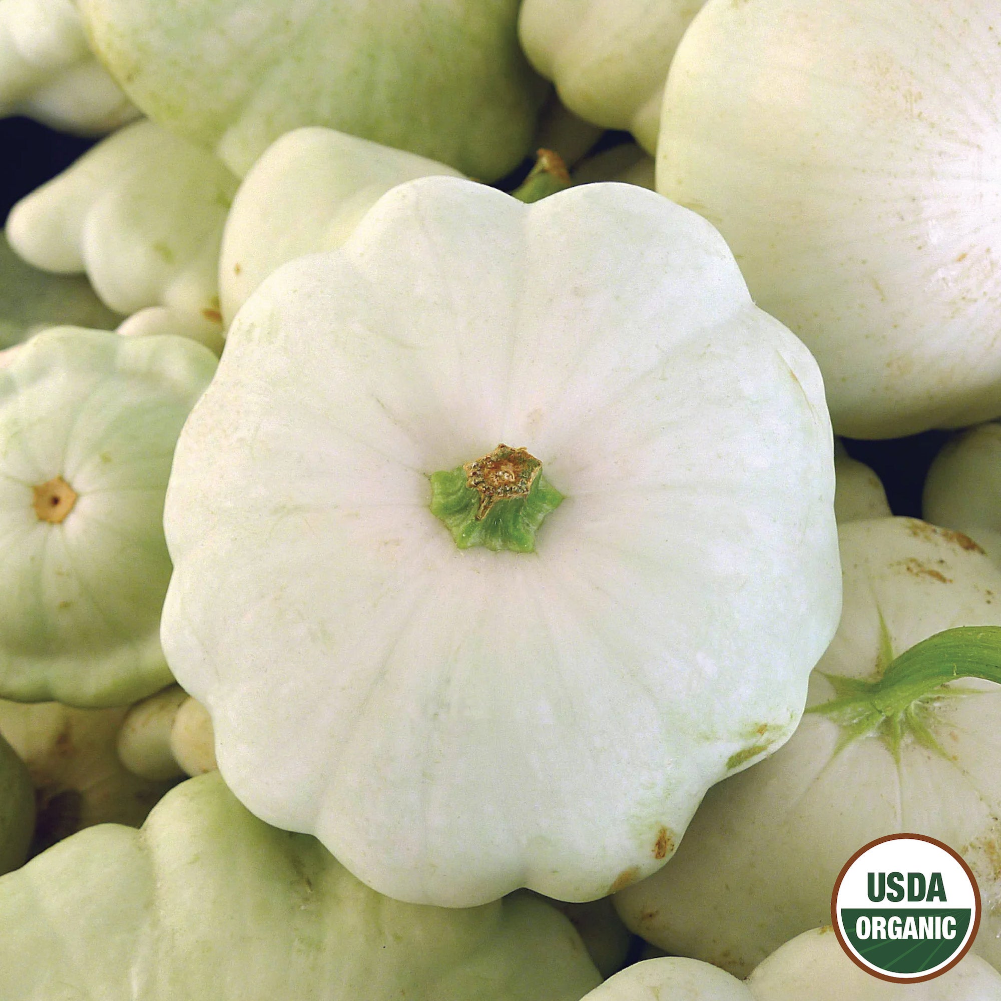A collection of Early White Bush Scallop Squashes with a prominent squash in the foreground displaying the USDA Organic logo.